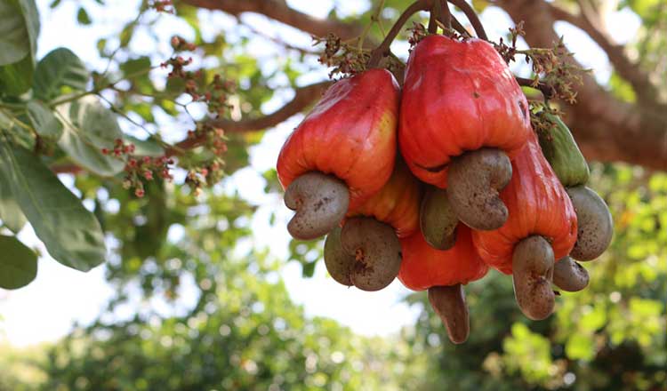 Cambodia, Vietnam strengthen agricultural ties through investment and trade cooperation
